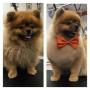 Стрижка собак и кошек в Самаре  собак и кошек