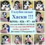Классные детки хаски